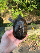 Vampire Musk Turtle Adults (Claudius angustatus)