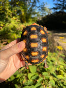 Brazilian Cherryhead Red Foot Tortoise 2020 (4-5 inch) Female ( Geochelone carbonaria)