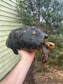 Red Foot Tortoise Adult Female 3 (Chelonoidis carbonaria)