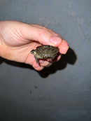 Concentric Diamondback Terrapin 2022 (Malaclemys terrapin)