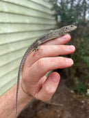 Jeweled Lacerta (Timon lepidus)