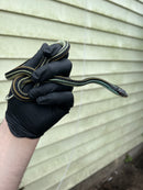 Blue Striped Ribbon Snake (Thamnophis sauritus)