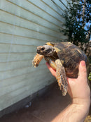 Marginated Tortoise Adult Male 2 (Testudo marginata)