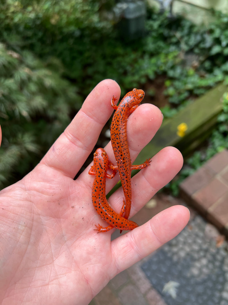Northern Red Salamander (Pseudotriton ruber ruber)