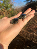 African Keeled Mud Turtle Babies (Pelusios carinatus)