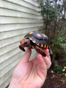 Brazilian Cherryhead Tortoise 2021