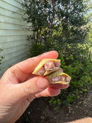 Lubino Red Eared Slider Turtle Baby (Trachemys elegans)
