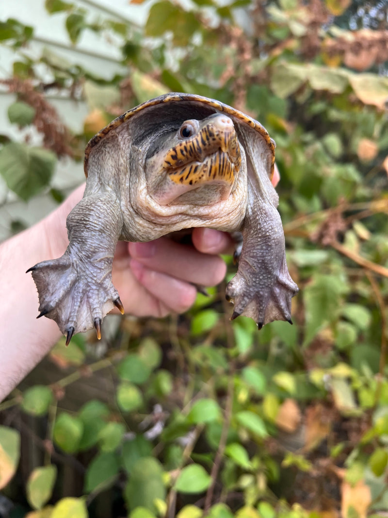 Vampire Musk Turtle Adult Male