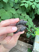 Florida Snapping Turtle (Chelydra serpentina osceola)