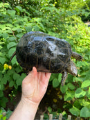 Hi  Yellow Adult European Pond Turtle Pair 2 (Emys orbicularis)