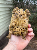 South African Giant  Leopard Tortoise Female
