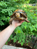 Forstens Tortoise Adult  Male 2 (Indotestudo forstenii)