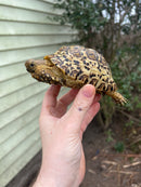 South African Giant  Leopard Tortoise Female