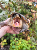 Vampire Musk Turtle Adult Female