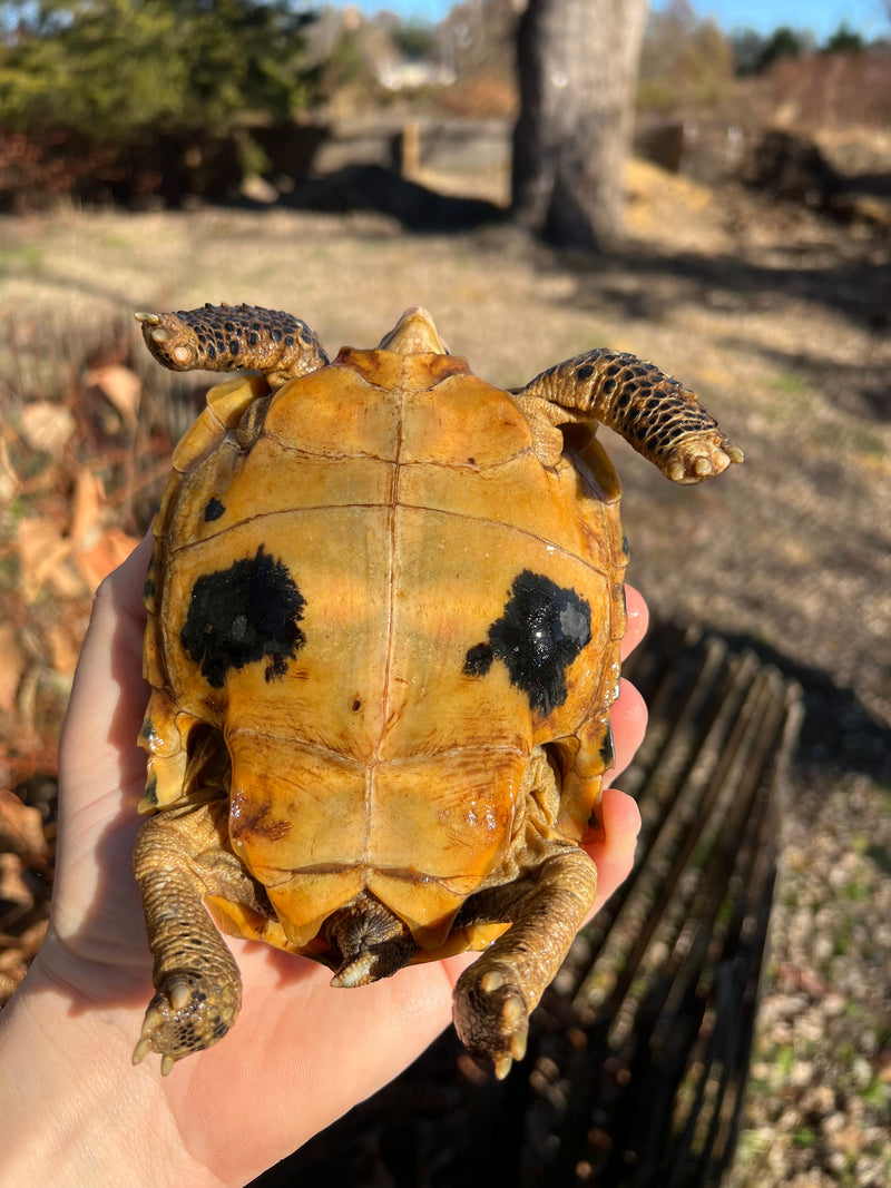 Forstens Tortoise 2020 Female 3 (Indotestudo forstenii)