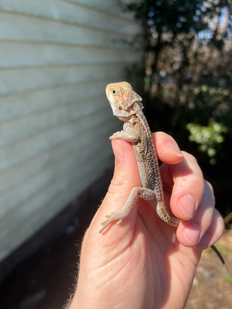 Genetic Striped Pied Translucent Bearded Dragon Baby