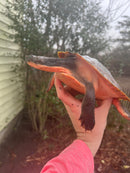 Pink Bellied Snapping Turtle Adults (Elseya novaguineae)