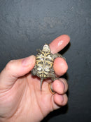 Concentric Diamondback Terrapin 2022 (Malaclemys terrapin)