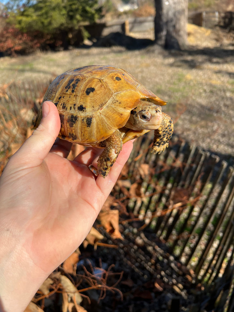 Forstens Tortoise 2020 Female 4 (Indotestudo forstenii)