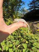 Orange Blotched Gargoyle Gecko Well Started Babies (Rhacodactylus auriculatus)