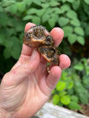 Loggerhead Musk Turtle Sub-Adult (Sternotherus minor)