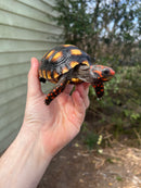 Brazilian Cherryhead Tortoise 2021