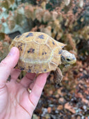 Forstens Tortoise 2020 Female 1 (Indotestudo forstenii)