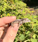 Striped Gargoyle Gecko Well Started Babies (Rhacodactylus auriculatus)