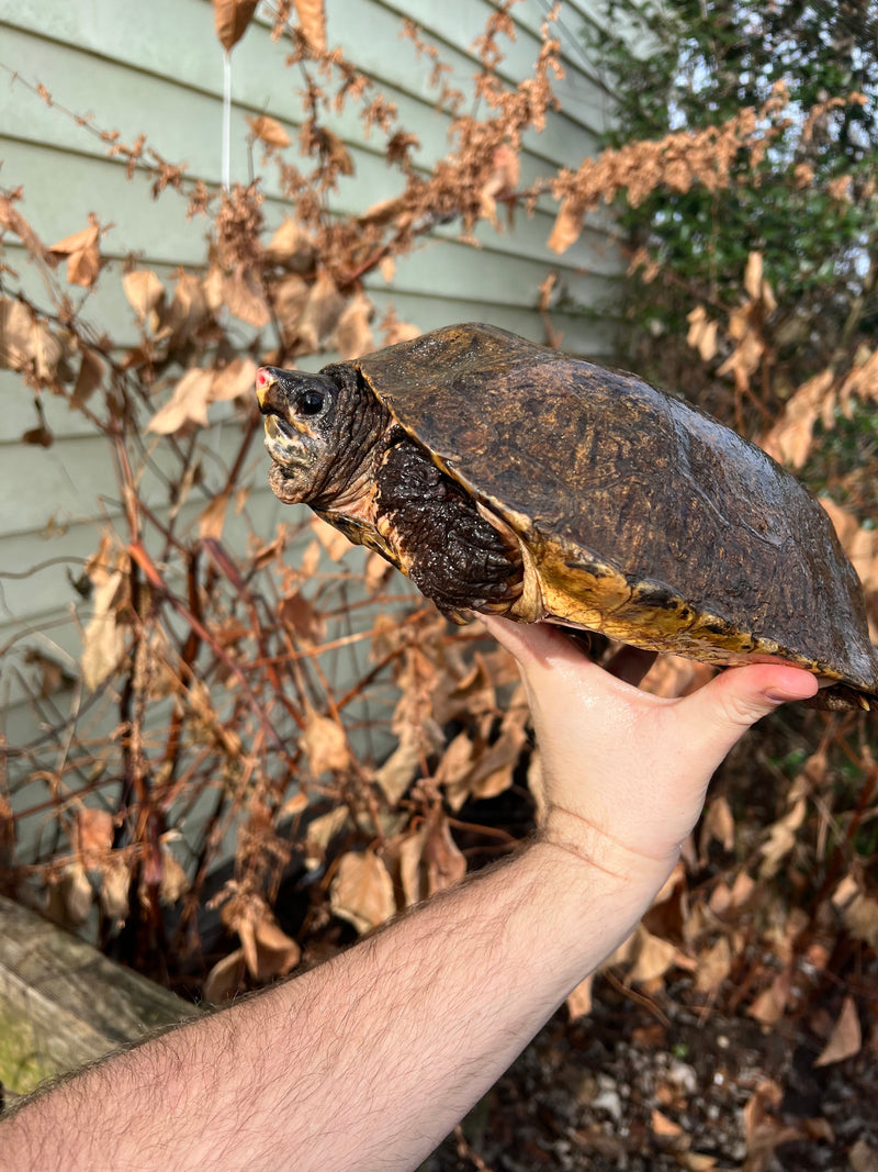 Flat Shell Turtle Adult Female (Notochelys platynota)
