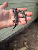 Italian crested newt (Triturus carnifex)