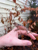 Brown Tree Dragons (Acanthosaura lepidogaster)