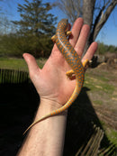 Schneider Skink Adults (Eumeces schneideri)