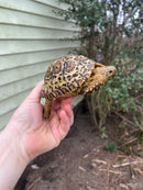 South African Giant  Leopard Tortoise Female