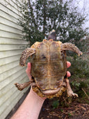 Homes Hinge-back Tortoise Adult Pair 1 (Kinixys homeana)