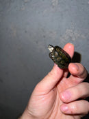 Concentric Diamondback Terrapin 2022 (Malaclemys terrapin)