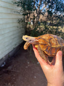 Homes Hinge-back Tortoise Adult Pair 5 (Kinixys homeana)