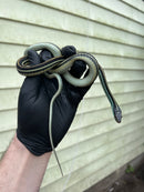 Blue Striped Ribbon Snake (Thamnophis sauritus)