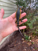 Drakensburg Crag Lizard Pair (Pseudocordylus subviridis)