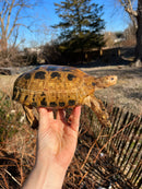 Forstens Tortoise Adult  Male 8 (Indotestudo forstenii)