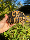 Tunisian Greek Tortoise Adult Pair  (Testudi gracea nabeulensis)