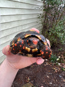 Brazilian Cherryhead Tortoise 2021
