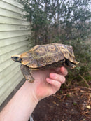 Homes Hinge-back Tortoise Adult Pair 3 (Kinixys homeana)