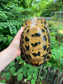 Forstens Tortoise Adult  Male 3 (Indotestudo forstenii)