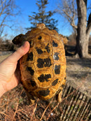 Forstens Tortoise Adult  Male 8 (Indotestudo forstenii)