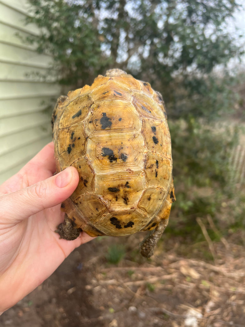Forstens Tortoise 2020 Female 6 (Indotestudo forstenii)