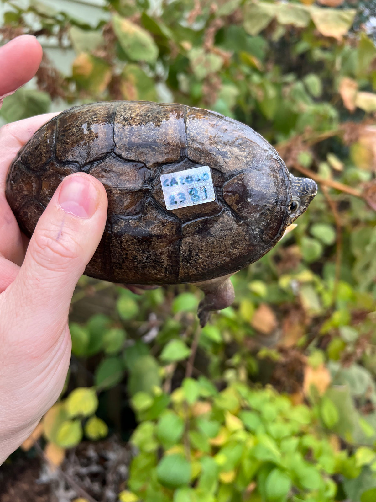 Vampire Turtle Vampire Musk Turtles For Sale | American Reptile