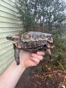 Homes Hinge-back Tortoise Adult Pair 3 (Kinixys homeana)