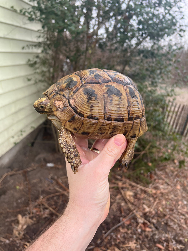 Israelian Greek Tortoise Adult Pair  (Testudi grace terrestris)