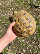 Russian Tortoise XXL Female (Testudo horsfieldii)