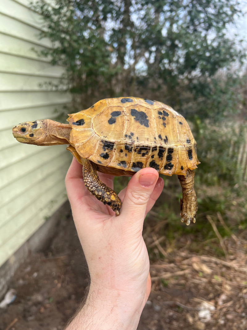 Forstens Tortoise 2020 Female 7 (Indotestudo forstenii)